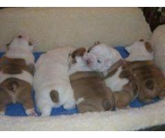 Cachorros Bulldog Inglés para necesidades nuevo hogar